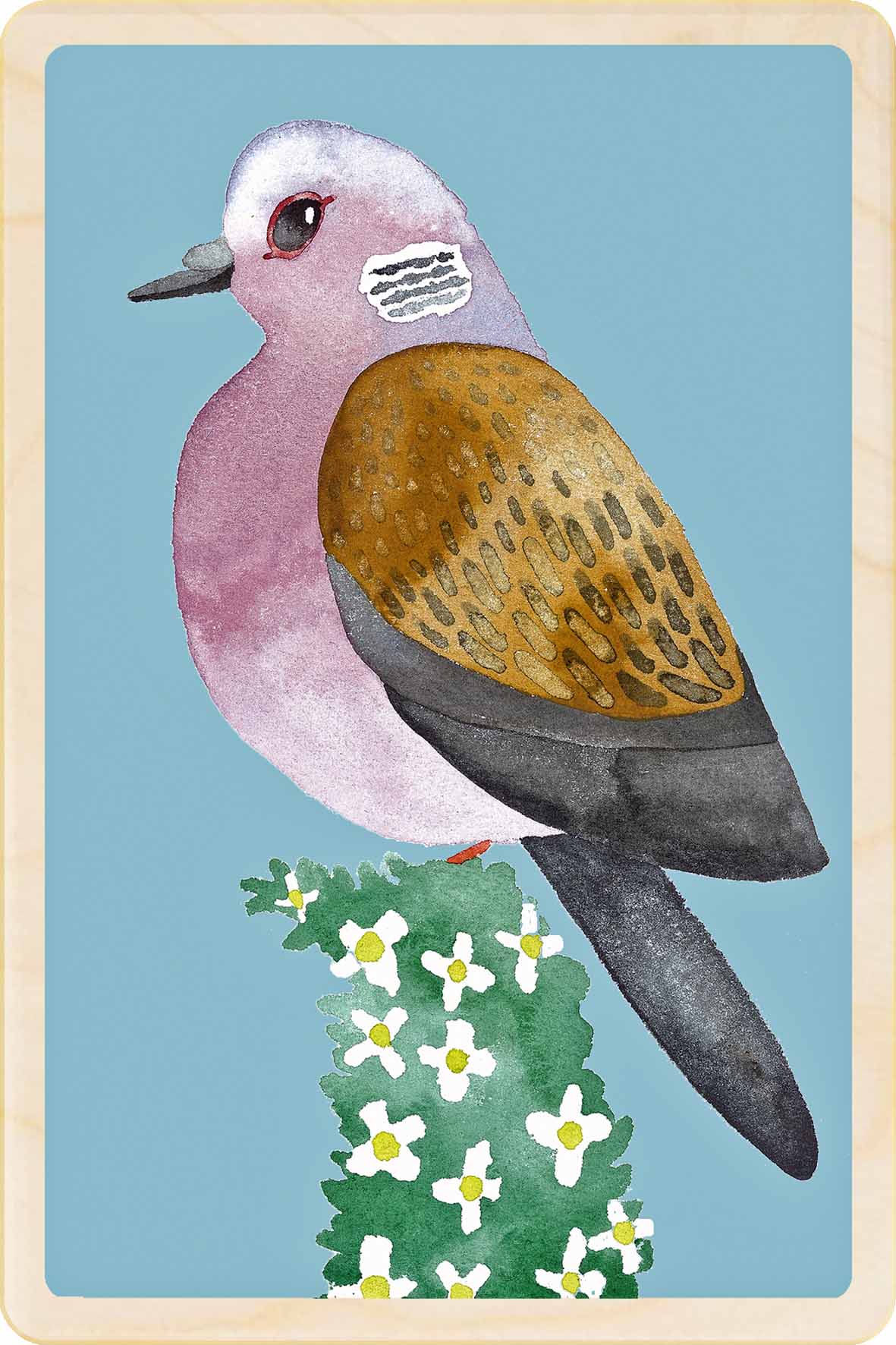 DOVE
