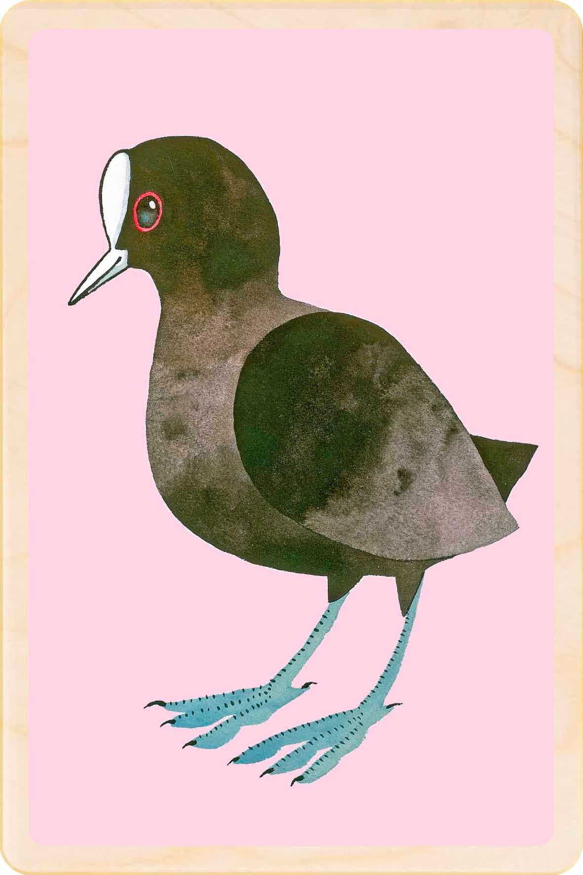 coot - bird Illustration wooden postcard by Matt Sewell