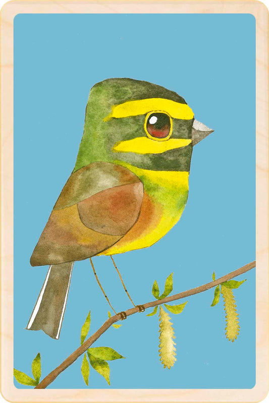 cirl bunting - bird Illustration wooden postcard by Matt Sewell