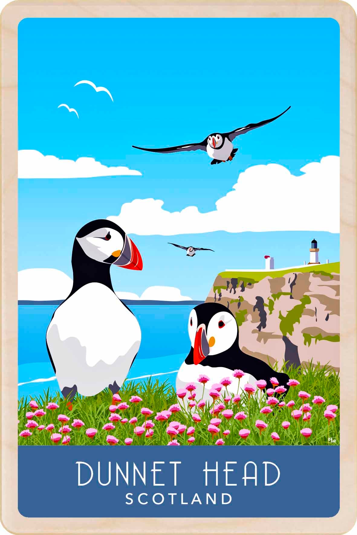 DUNNET HEAD PUFFINS