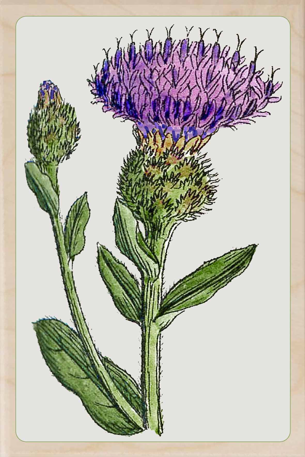 THISTLE