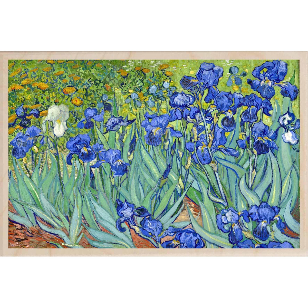 BED OF IRISES