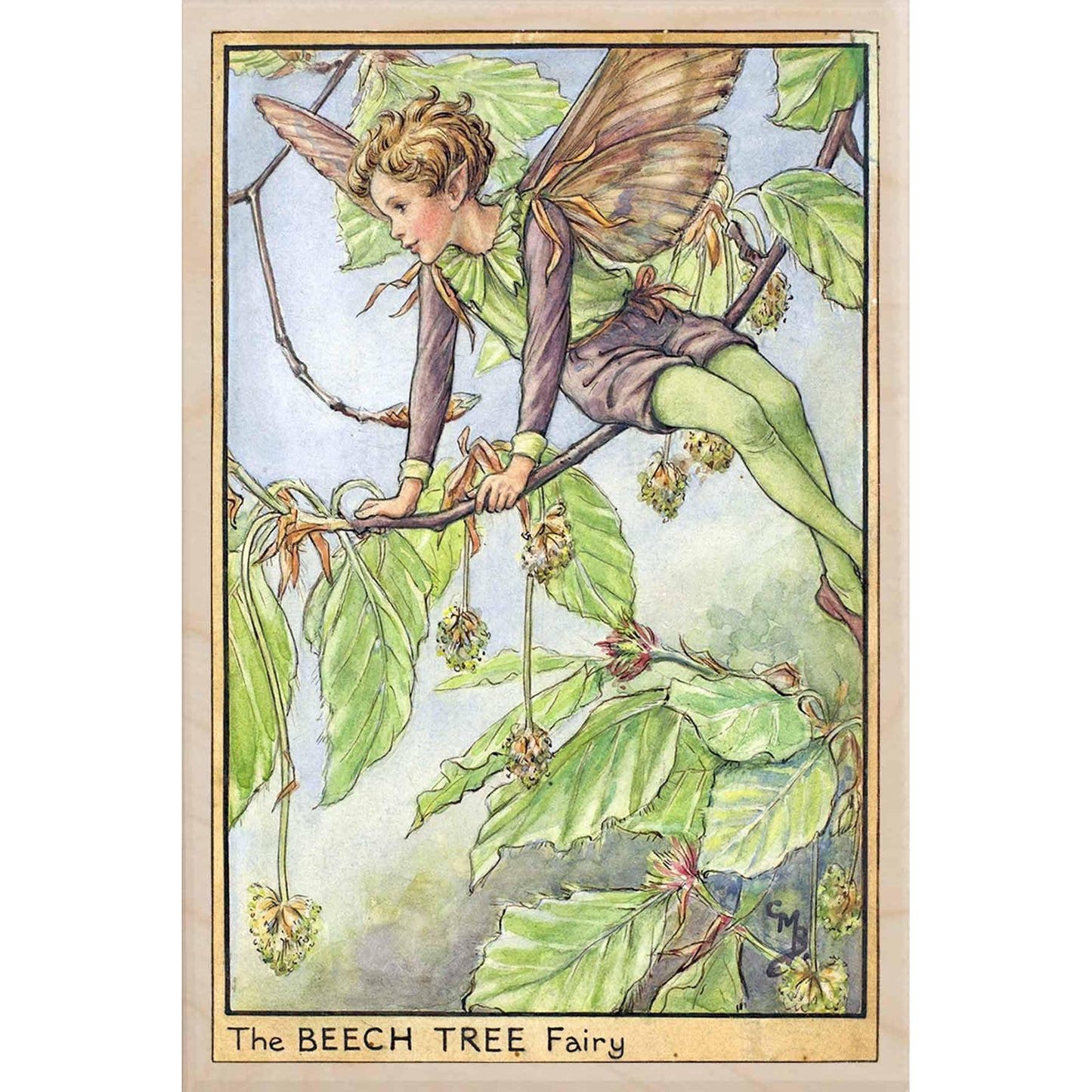 BEECH TREE FAIRY