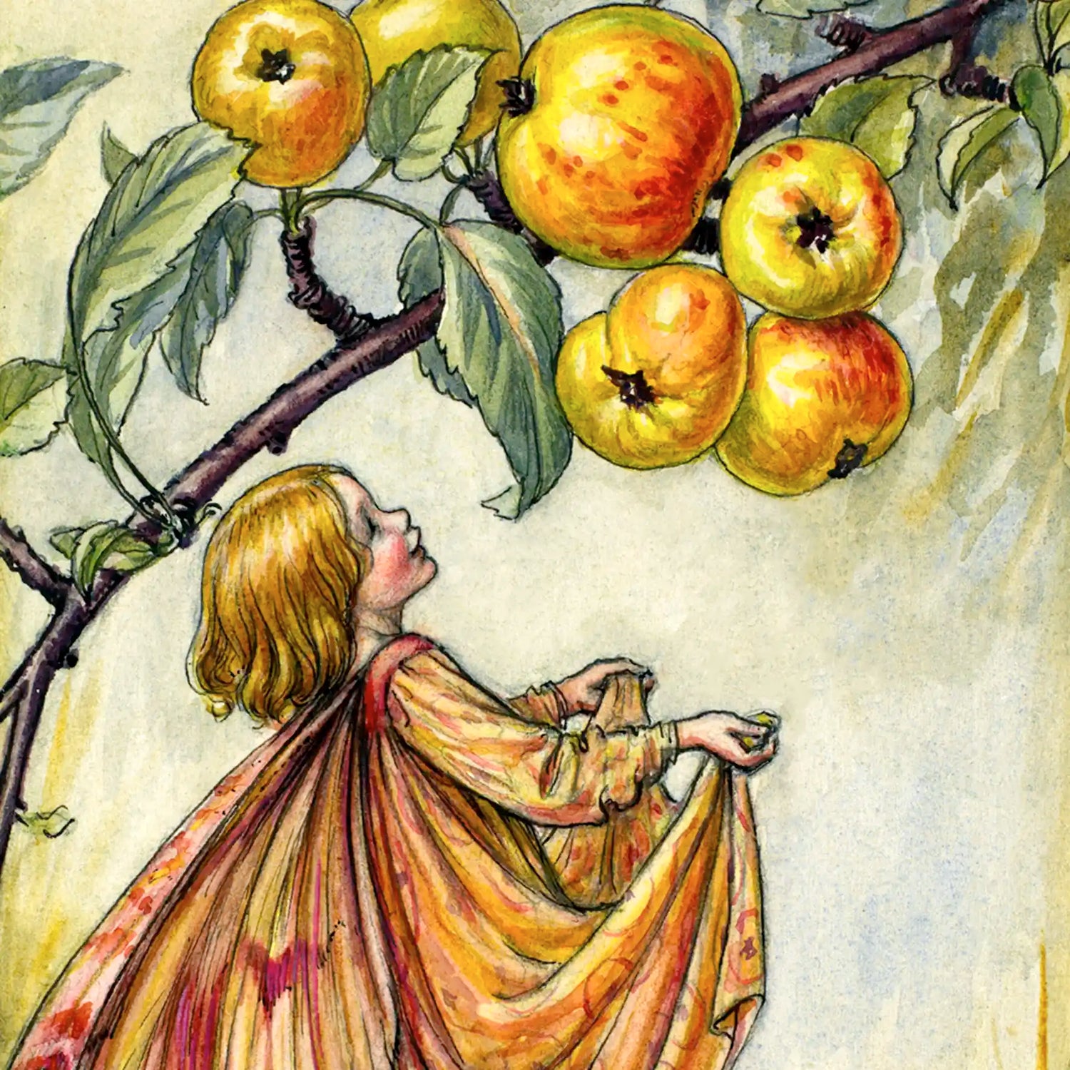 Flower Fairies of Autumn, collection. Original Cicely Mary Barker Flower Fairies. The Wooden Postcard Company.