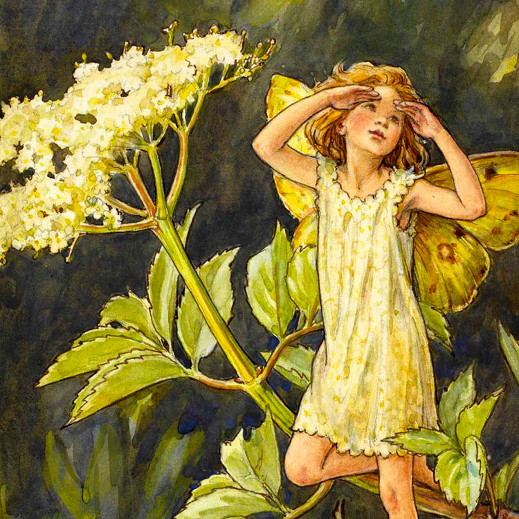 The Flower Fairies™ - Sustainable wood Postcards - illustrations by Cicely Mary Barker. Printed in Suffolk using museum-quality inks. Plastic-free and made to send and keep and collect.