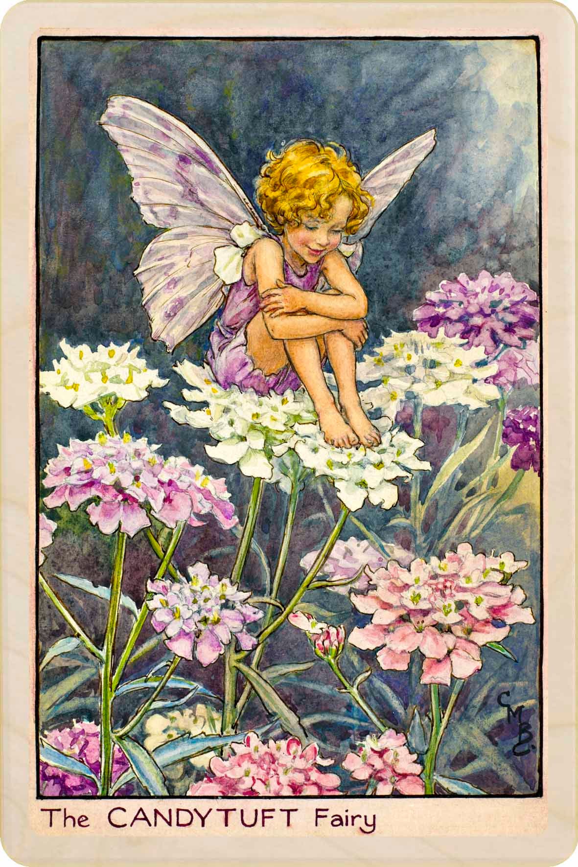 CANDY TUFT FAIRY