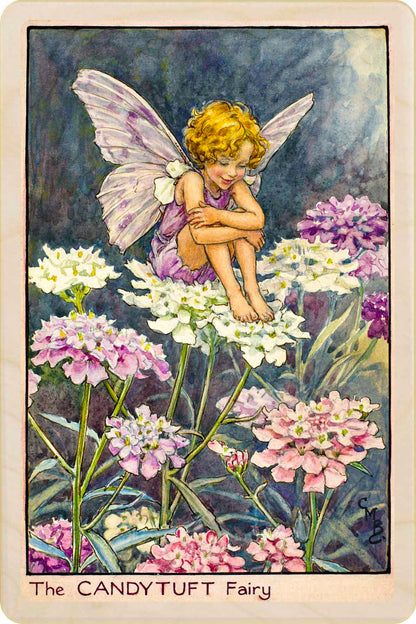 Candy Tuft Fairy