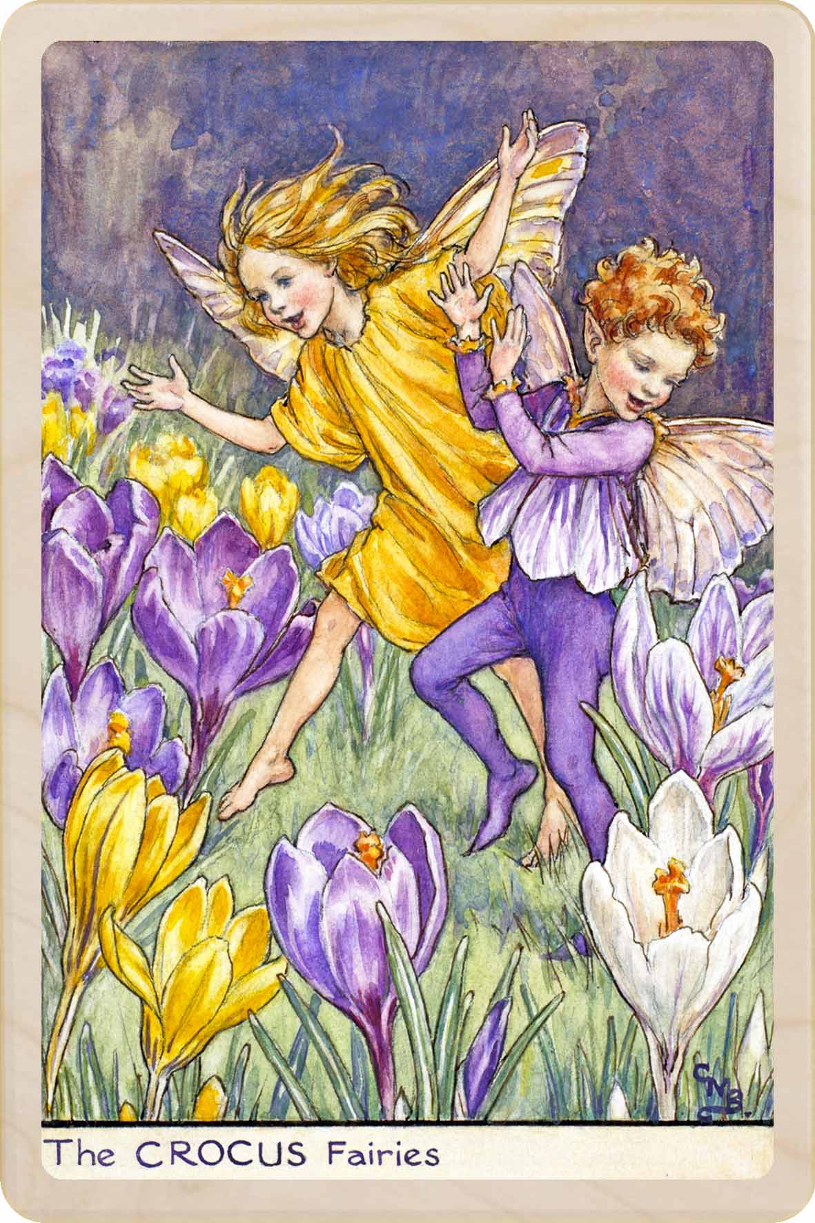 CROCUS FAIRY