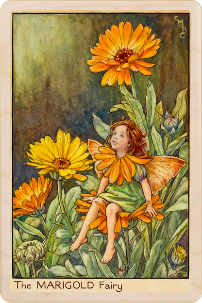 Marigold fairy