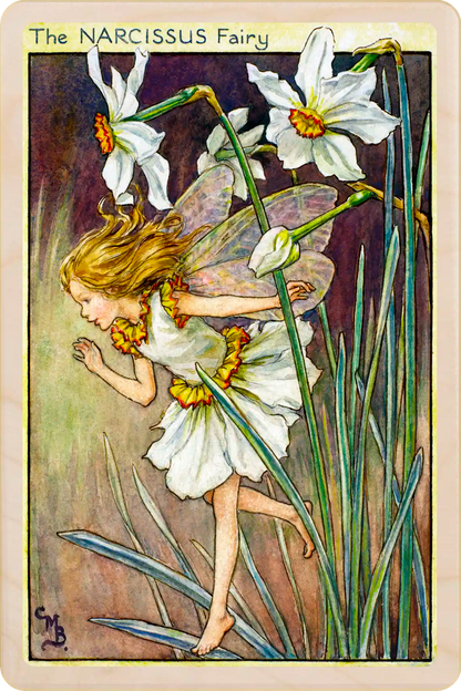 Narcissus Fairy card, featuring Cicely Mary Barker’s classic botanical illustration. The Wooden Postcard Company