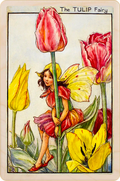 Tulip Fairy card, featuring Cicely Mary Barker’s classic botanical illustration. The Wooden Postcard Company