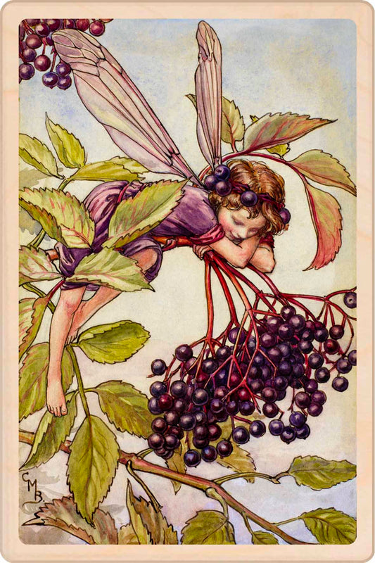 The Elderberry Fairy - Wooden Postcard to send and to keep. Original Illustration by Cicely Mary Barker ©The Flower Fairies™.