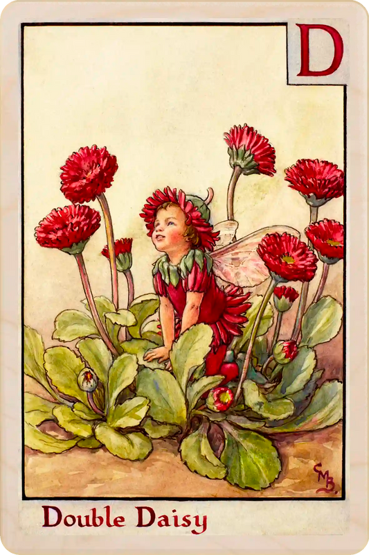 D - Double Daisy: Alphabet Flower Fairies™ Wooden Postcard
Original Flower Fairies™ illustration by Cicely Mary Barker, printed in Suffolk on sustainable wood. Part of the Alphabet Fairy collection to send, gift and display.