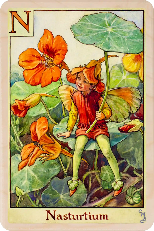 Nasturtium Flower Fairy, wooden postcard to send, to gift, or to keep and display. Nasturtium spreads its bright orange and yellow flowers in Summer gardens. Cicely Mary Barker's original illustration from A Flower Fairy Alphabet ©The Flower Fairies™.