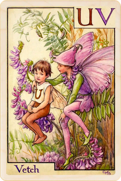 Vetch Flower Fairy, wooden postcard to send, to gift, or to keep and display. The Wooden Postcard Company