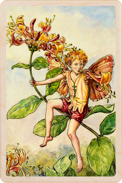 Honeysuckle Fairy