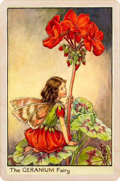 Geranium Fairy card, featuring Cicely Mary Barker’s classic botanical illustration. The Wooden Postcard ompany