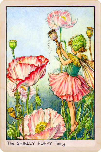 Shirley Poppy Fairy
