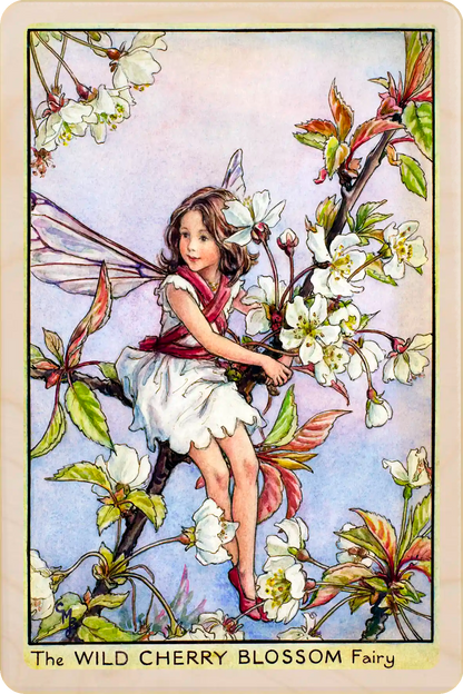 Wild Cherry Blossom Fairy, Cicely Mary Barker’s classic botanical illustration. The Wooden Postcard Company