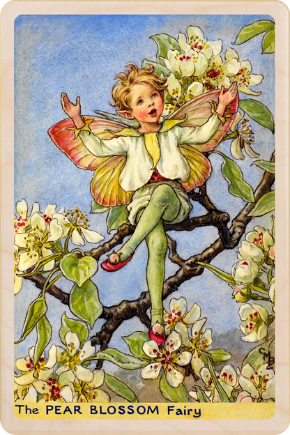 Pear Blossom Fairy, Cicely Mary Barker’s classic botanical illustration. The Wooden Postcard Company