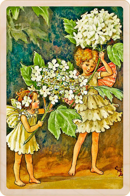The Ground Elder Flower Fairy, wooden postcard to send, to gift, or to keep and display. Cicely Mary Barker's original illustration from Flower Fairies of the Summer