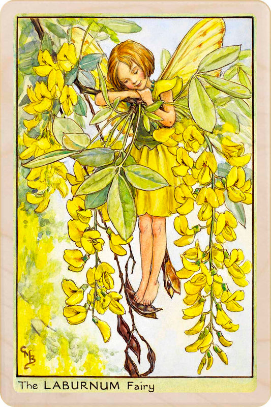 LABURNUM FAIRY