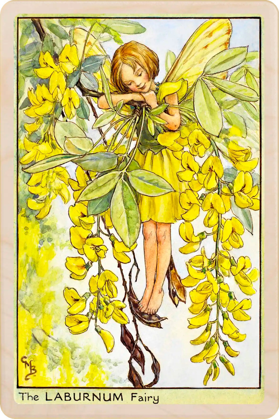 Laburnum Tree Fairy, Cicely Mary Barker’s classic botanical illustration. The Wooden Postcard Company