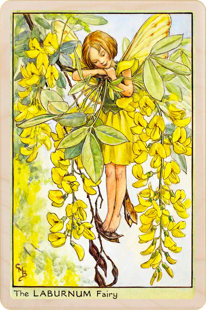 Laburnum Tree Fairy, Cicely Mary Barker’s classic botanical illustration. The Wooden Postcard Company