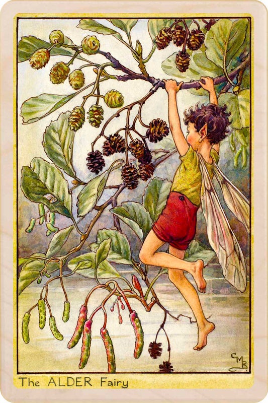 Fairy sitting on an alder branch with leaves. The Alder Fairy - Sustainable Card - Wooden Postcard&nbsp;
Original Flower Fairies™ illustration by Cicely Mary Barker, printed in Suffolk on sustainable wood. Made to send, keep, or display—an eco-friendly keepsake for fairy fans, garden lovers, and collectors.