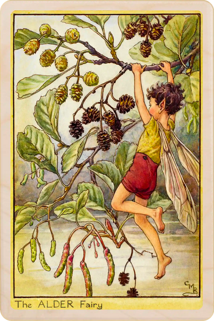 Alder Tree Fairy, Cicely Mary Barker’s classic botanical illustration. The Wooden Postcard Company
