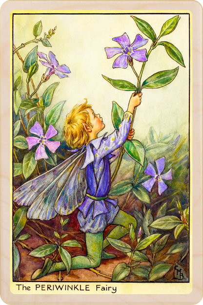 Periwinkle Fairy card, featuring Cicely Mary Barker’s classic botanical illustration. The Wooden Postcard Company
