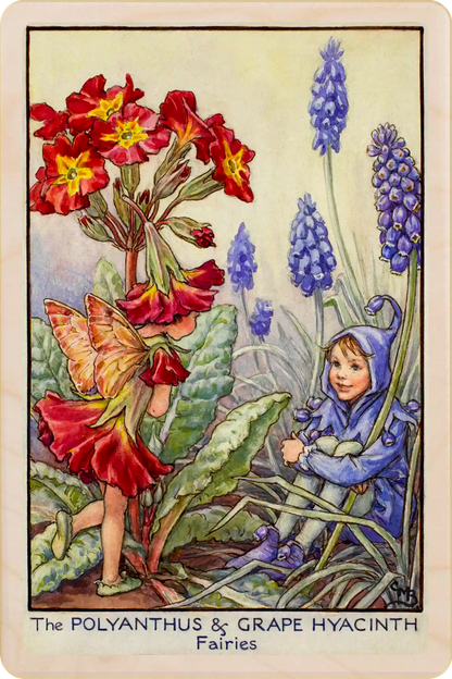 Polyanthus & Hyacinth Fairies