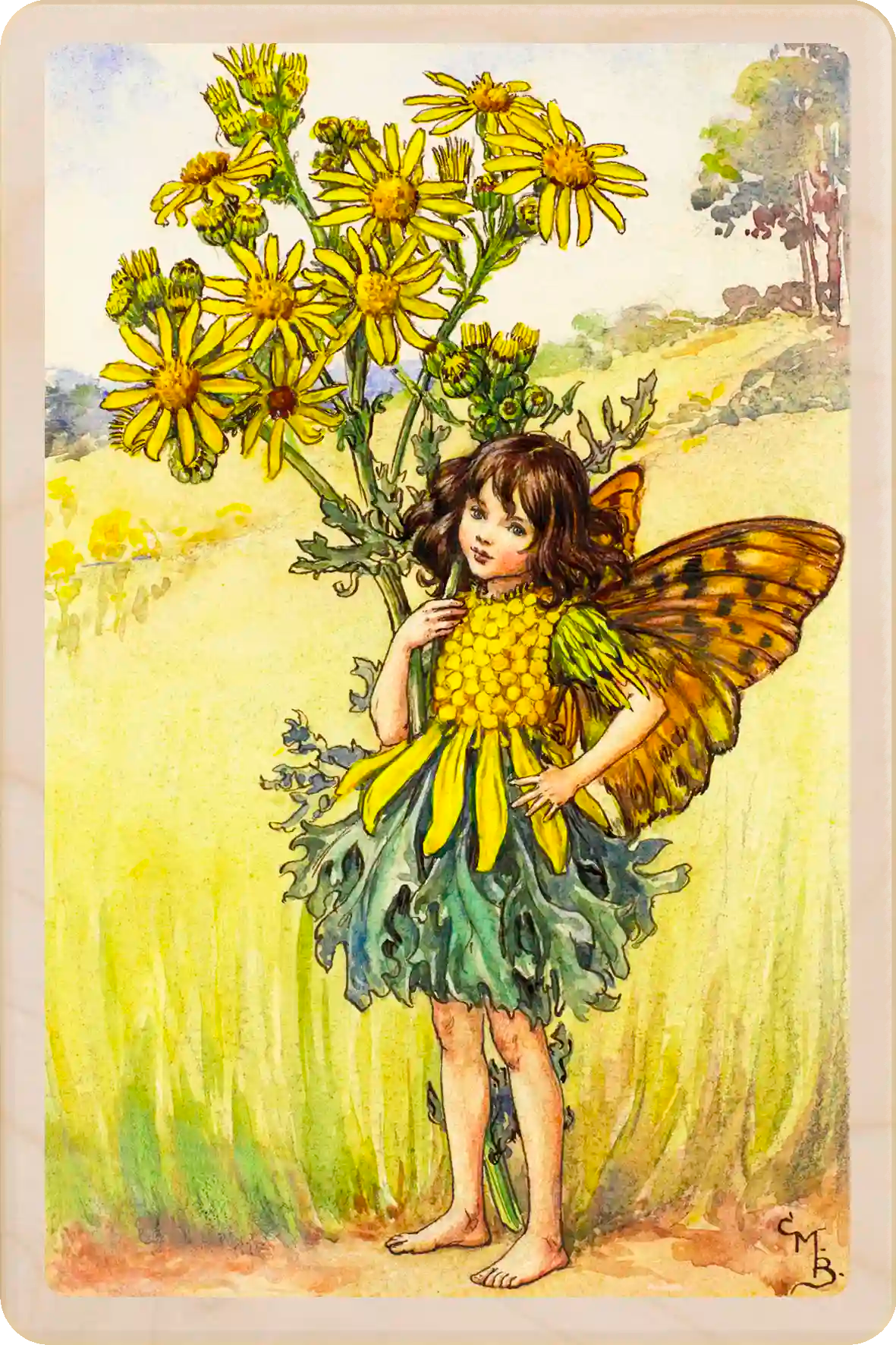 Ragwort Flower Fairy, wooden postcard to send, to gift, or to keep and display. Cicely Mary Barker's original illustration from Flower Fairies of the Summer ©The Flower Fairies™. The Wooden postcard Company