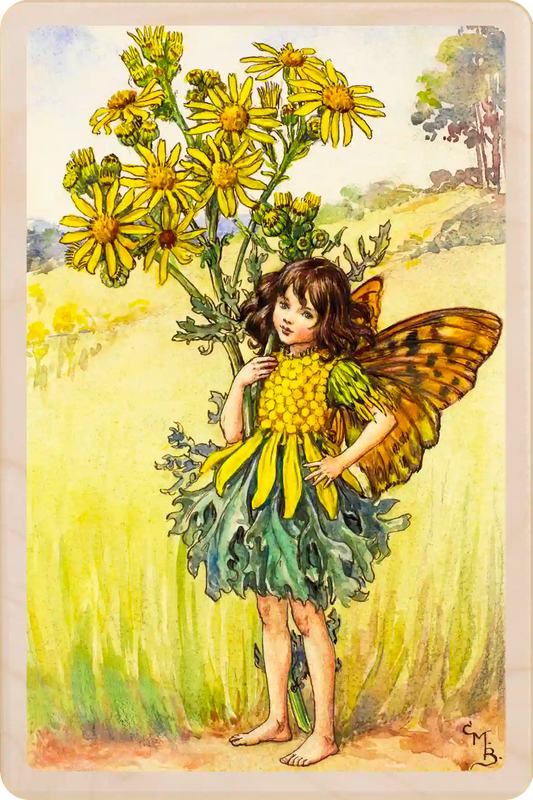 Ragwort Flower Fairy, wooden postcard to send, to gift, or to keep and display. Cicely Mary Barker's original illustration from Flower Fairies of the Summer ©The Flower Fairies™. The Wooden postcard Company