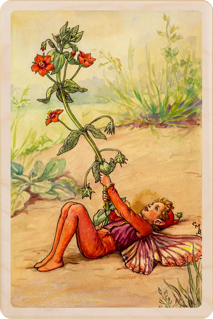 The Scarlet Pimpernel Fairy - Sustainable Card - Wooden Postcard
Original Flower Fairies™ illustration by Cicely Mary Barker, printed on sustainable wood. Made to send, keep, or display. The Wooden Postcard Company