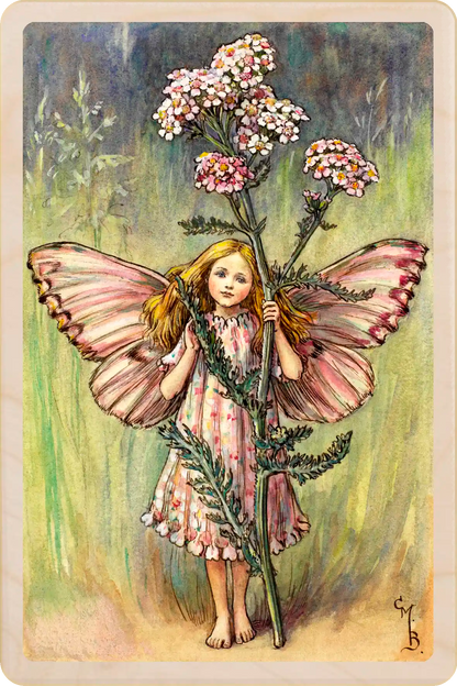 The Yarrow Fairy - Sustainable Card - Wooden Postcard - 
Original Flower Fairies™ illustration by Cicely Mary Barker, printed on sustainable wood. Made to send, keep, or display - The Wooden Postcard Company