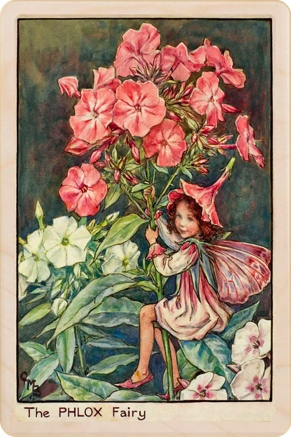 Phlox Fairy card, featuring Cicely Mary Barker’s classic botanical illustration. The Wooden Postcard Company