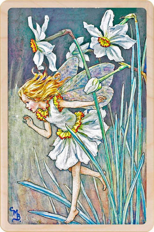 NARCISSUS FAIRY