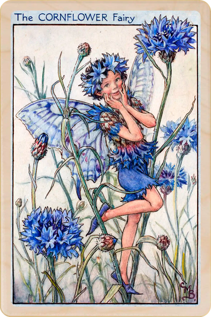 Cornflower Fairy card, featuring Cicely Mary Barker’s classic botanical illustration. The Wooden Postcard Company