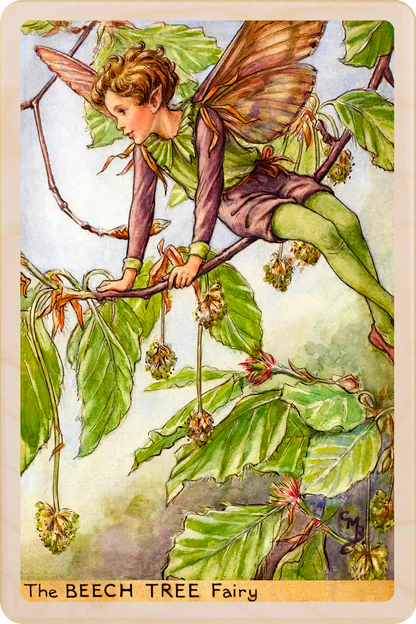 Beech Tree Fairy, Cicely Mary Barker’s classic botanical illustration. The Wooden Postcard Company