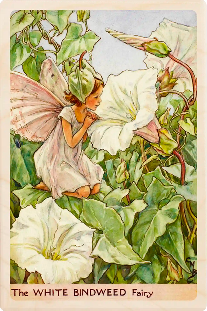 White Bindweed Fairy