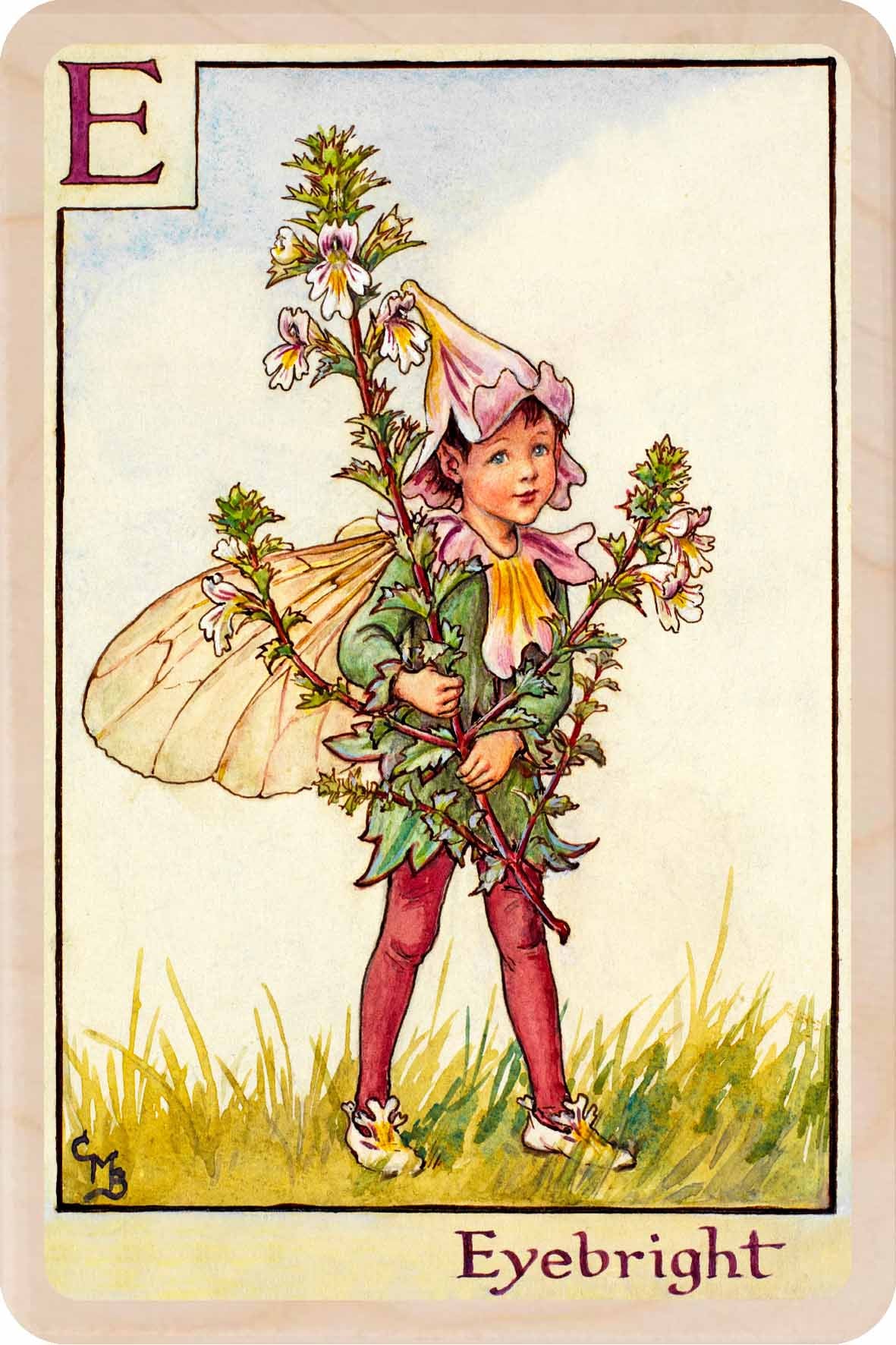 E - Eyebright Fairy – Alphabet Flower Fairies™ Wooden Postcard
Original Flower Fairies™ illustration by Cicely Mary Barker, printed in Suffolk on sustainable wood. Part of the Alphabet Fairy collection—made to send, keep and display.