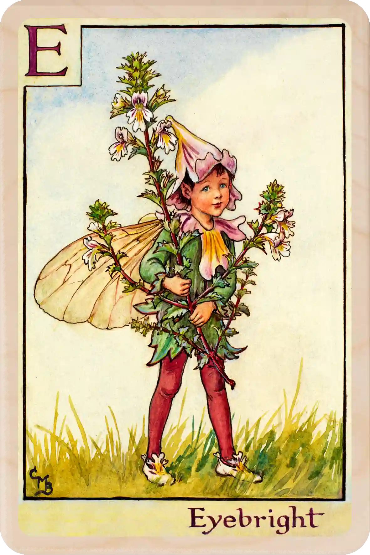 Eyebright Flower Fairy, wooden postcard to send, to gift, or to keep and display. The Wooden Postcard Company