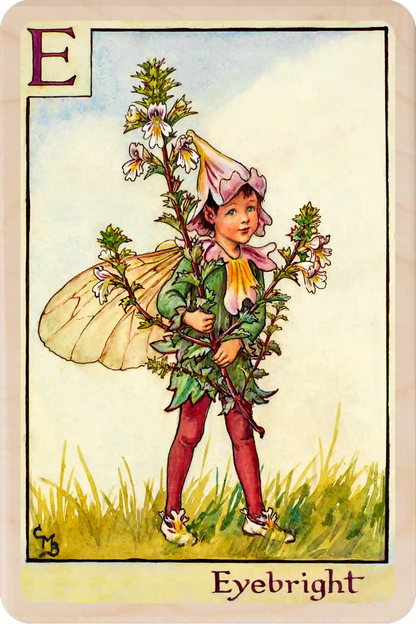 Eyebright Flower Fairy, wooden postcard to send, to gift, or to keep and display. The Wooden Postcard Company