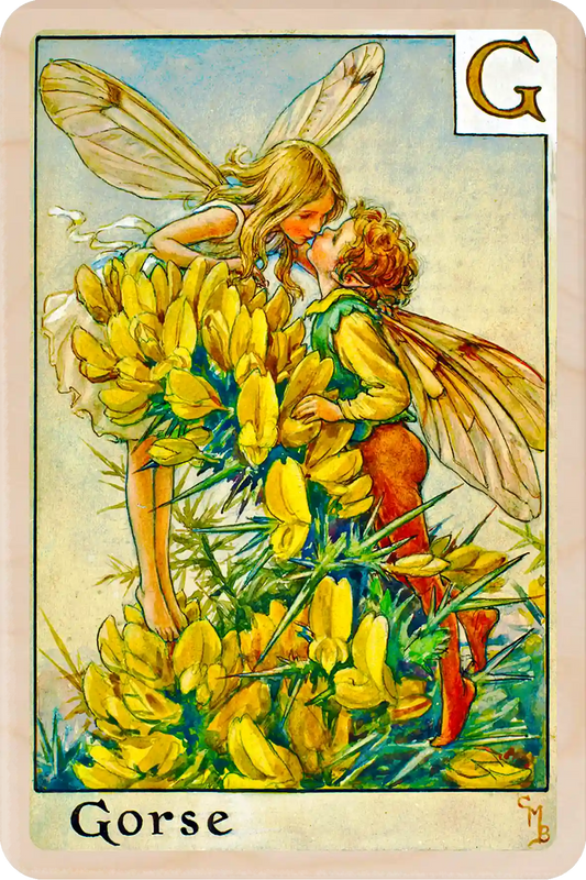 G Gorse Fairy: Alphabet Flower Fairies™ Wooden Postcard
Original Flower Fairies™ illustration by Cicely Mary Barker, printed in Suffolk on sustainable wood. Part of the Alphabet Fairy collection to send, gift and display.