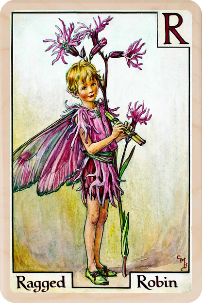 Ragged Robin Flower Fairy, wooden postcard to send, to gift, or to keep and display. The Wooden Postcard Company