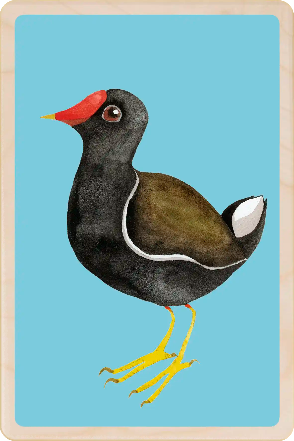 Moor Hen