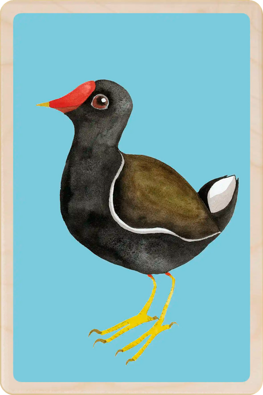 Moor Hen