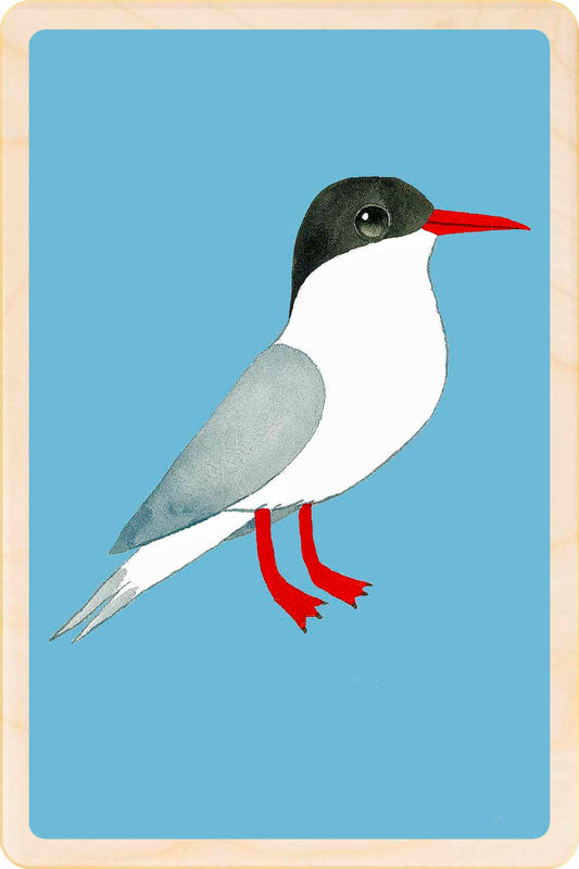 TERN