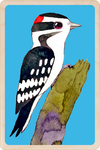 Downy Woodpecker. Eco-friendly wooden postcard to send, gift or keep and display. Original illustration ©Matt Sewell's American Birds.